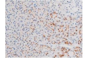 ABIN6267526 at 1/200 staining Human pancreas tissue sections by IHC-P.