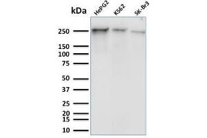 Western Blot Analysis of Human HepG2, K562 and SK-Br3 cell lysates using RNA Poll II Mouse Monoclonal Antibody (8A7). (POLR2A/RPB1 Antikörper  (pSer5))