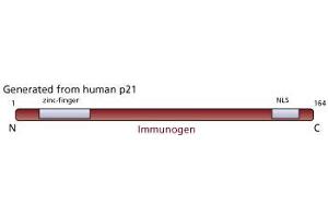 Image no. 1 for anti-Cyclin-Dependent Kinase Inhibitor 1A (p21, Cip1) (CDKN1A) antibody (ABIN967445) (p21 Antikörper)