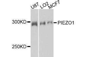 Western blot analysis of extracts of various cell lines, using PIEZO1 antibody. (PIEZO1 Antikörper)