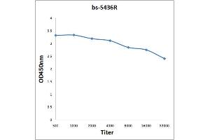 Antigen: 0. (ASK1 Antikörper  (pSer83))