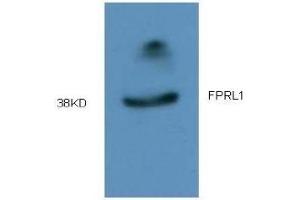 Western Blotting (WB) image for anti-Formyl Peptide Receptor 2 (FPR2) (AA 181-192) antibody (ABIN452644) (FPR2 Antikörper  (AA 181-192))