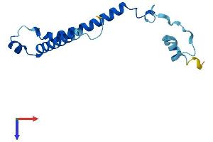 PIGP Protein (AA 1-132) (His tag)
