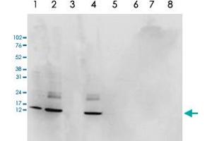 Western Blot analysis of (1) 25 ug whole cell extracts of Hela cells, (2) 15 ug histone extracts of Hela cells, (3) histone extracts after incubation of the antibody with 1 ug of the peptide used for immunisation of the rabbit, (4) histone extracts after incubation of the antibody with a peptide containing a sequence from the central part of the Histone H2AZ protein, (5) 1 ug of recombinant histone H2A, (6) 1 ug of recombinant histone H2B, (7) 1 ug of recombinant histone H3, (8) 1 ug of recombinant histone H4. (H2AFZ Antikörper  (C-Term))