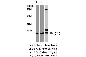 Western blot (WB) analysis of Bax antibody in extracts from Hela, A549 and PC12 cells.