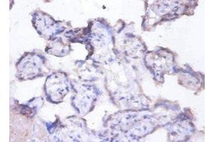 Immunohistochemistry of paraffin-embedded human placenta tissue using ABIN7157820 at dilution of 1:100 (MFGE8 Antikörper  (AA 25-334))