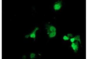 Anti-LSM1 mouse monoclonal antibody (ABIN2454726) immunofluorescent staining of COS7 cells transiently transfected by pCMV6-ENTRY LSM1 (RC200288). (LSM1 Antikörper  (AA 1-133))