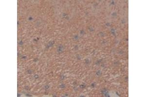 IHC-P analysis of Rat Tissue, with DAB staining. (FGF10 Antikörper  (AA 37-215))