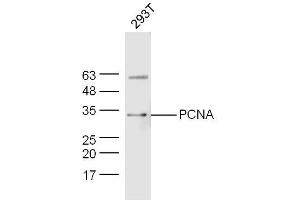 293T lysates probed with PCNA Polyclonal Antibody, Unconjugated  at 1:300 dilution and 4˚C overnight incubation. (PCNA Antikörper  (AA 185-261))