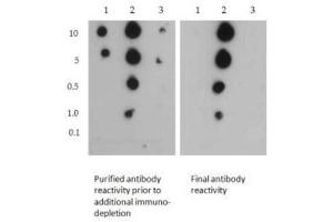Dot Blot (DB) image for anti-Histone 3 (H3) (H3K4me2), (H3R2me2s) antibody (ABIN5706792)