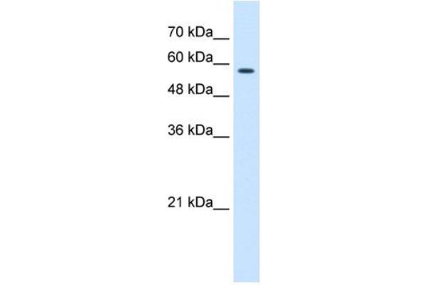 CCT8 Antikörper  (C-Term)