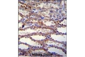 SHISA3 Antibody (C-term) (ABIN655742 and ABIN2845188) immunohistochemistry analysis in formalin fixed and paraffin embedded human kidney tissue followed by peroxidase conjugation of the secondary antibody and DAB staining. (SHISA3 Antikörper  (C-Term))