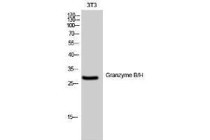 Western Blotting (WB) image for anti-Granzyme B/H (N-Term) antibody (ABIN3175409) (Granzyme B/H (N-Term) Antikörper)
