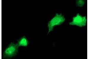 Anti-RBP1 mouse monoclonal antibody (ABIN2454526) immunofluorescent staining of COS7 cells transiently transfected by pCMV6-ENTRY RBP1 (RC214515). (RBP1 Antikörper)