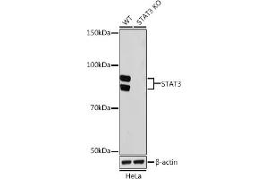 Western blot analysis of extracts from wild type (WT) and ST knockout (KO) HeLa cells, using ST antibody (ABIN7270305) at 1:1000 dilution. (STAT3 Antikörper)