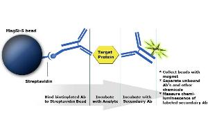 Principle of immunoassay based on MagSi-STA beads (MagSi-STA 600 beads)