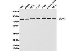 Western Blotting (WB) image for anti-Calpain 1, Large Subunit (CAPNL1) antibody (ABIN1871429) (CAPNL1 Antikörper)