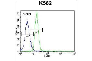 Flow cytometric analysis of K562 cells (right histogram) compared to a negative control cell (left histogram). (PTPN20A Antikörper  (AA 178-207))