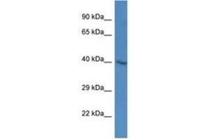 Image no. 1 for anti-Endophilin-A3 (SH3GL3) (AA 140-189) antibody (ABIN6746454) (SH3GL3 Antikörper  (AA 140-189))