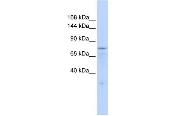 Zinc Finger Protein 62 (ZFP62) (Middle Region) Antikörper