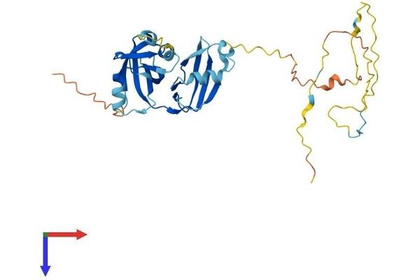 UFD1L Protein (AA 1-307) (His tag)