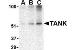 Western blot analysis of TANK in Daudi cell lysate with this product at (A) 0. (TANK Antikörper  (C-Term))