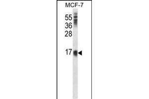 LY6E Antibody (Center) (ABIN657739 and ABIN2846723) western blot analysis in MCF-7 cell line lysates (35 μg/lane). (LY6E Antikörper  (AA 41-70))