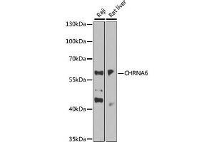 Western blot analysis of extracts of various cell lines, using CHRNA6 antibody (ABIN6293955) at 1:1000 dilution. (CHRNA6 Antikörper)