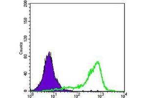 FC analysis of K562 cells using CRTC1 antibody (green) and negative control (purple). (CRTC1 Antikörper)