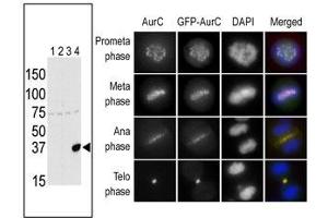The anti-Aurora C Pab f is used in Western blot to detect Aurora C in lysates of 293 cells expressing Flag tag (lane 1), Flag-tagged Aurora A (lane 2), Flag-tagged Aurora B (lane 3) or Flag-tagged Aurora C (lane 4). (Aurora Kinase C Antikörper  (N-Term))