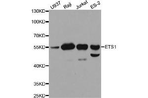 Western blot analysis of extracts of various cell lines, using ETS1 antibody. (ETS1 Antikörper)