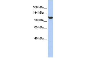 WB Suggested Anti-TMEM63C Antibody Titration:  0. (TMEM63C Antikörper  (Middle Region))
