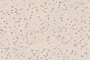 Immunohistochemistry analysis of paraffin-embedded mouse striatum using,RMND5A (ABIN7075401) at dilution of 1: 3000 (RMND5A Antikörper)