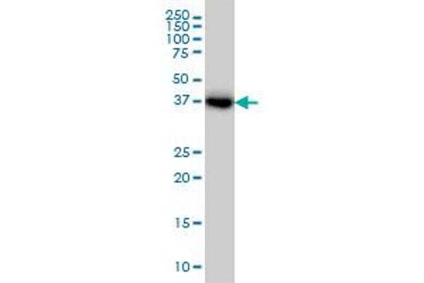 GLUL antibody  (AA 274-373)