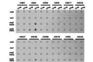 Dot-blot analysis of all sorts of methylation peptides using H3K4me3 antibody. (Histone 3 Antikörper  (H3K4me3))