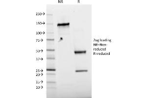 SDS-PAGE Analysis Purified Phospho c-Jun Mouse Monoclonal Antibody (C-J 4C4/1). (C-JUN Antikörper)