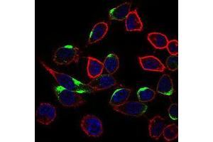 Immunofluorescence analysis of HepG2 cells using NRCAM mouse mAb (green).