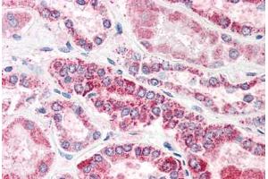 Human Kidney (formalin-fixed, paraffin-embedded) stained with GULP1 antibody ABIN337003 at 5 ug/ml followed by biotinylated anti-goat IgG secondary antibody ABIN481715, alkaline phosphatase-streptavidin and chromogen. (GULP1 Antikörper  (AA 291-304))