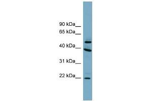 C4ORF20 antibody used at 1 ug/ml to detect target protein.