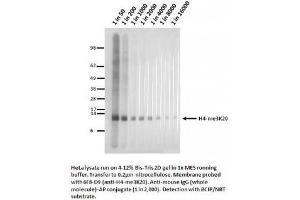 Image no. 1 for anti-Histone H4 (3meLys20) antibody (ABIN1042606) (Histone H4 Antikörper  (3meLys20))