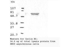 Image no. 2 for anti-Cyclin B1 (CCNB1) antibody (ABIN599627) (Cyclin B1 Antikörper)
