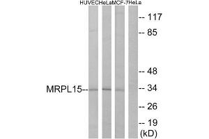 Western Blotting (WB) image for anti-Mitochondrial Ribosomal Protein L15 (MRPL15) (Internal Region) antibody (ABIN1850548) (MRPL15 Antikörper  (Internal Region))