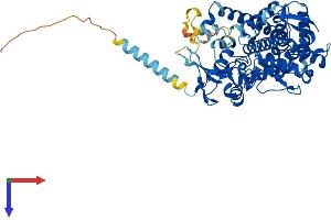 CYP2U1 Protein (AA 1-530) (His tag)