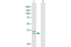Western Blot analysis of PPT2 expression in transfected 293T cell line by PPT2 MaxPab polyclonal antibody.