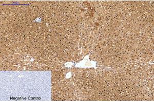 Immunohistochemical analysis of paraffin-embedded rat liver tissue. (HAO1 Antikörper)