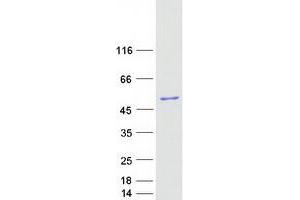 Validation with Western Blot (PPP1R8 Protein (Transcript Variant 1) (Myc-DYKDDDDK Tag))