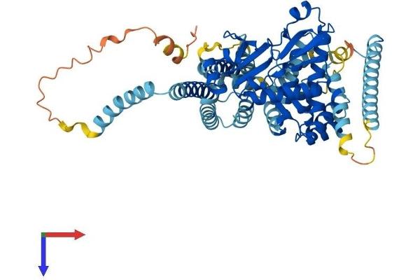 ADCK5 Protein (AA 1-580) (His tag)