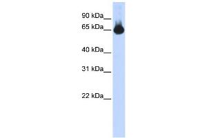 WB Suggested Anti-FOXG1 Antibody Titration: 0. (FOXG1 Antikörper  (N-Term))