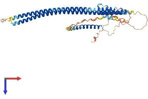 Protein Structure (PS) image for Rab Interacting Lysosomal Protein-Like 1 (RILPL1) (AA 1-406) protein (His tag) (ABIN7561579)