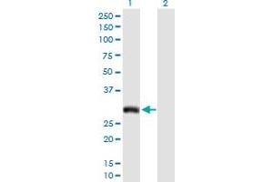 Western Blot analysis of AQP7 expression in transfected 293T cell line by AQP7 MaxPab polyclonal antibody.